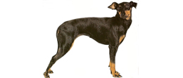 manchester-terrier