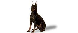 manchester-terrier