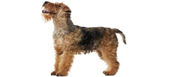 Welsh-Terrier